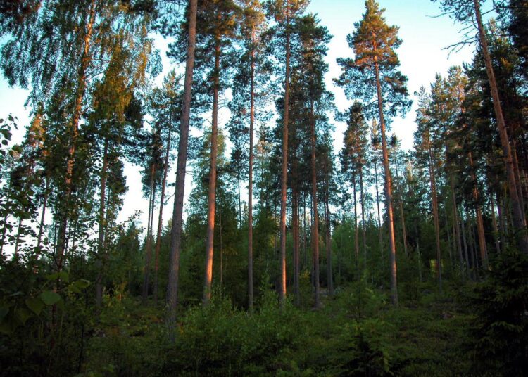 Metsät sitovat hiilidioksidia.