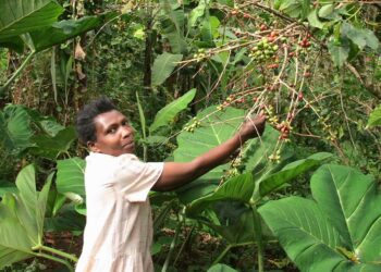 Ugandan kahvintuotanto lepää pienviljelijöiden varassa. Yksi heistä on Bukalaisissa maan itäosassa asuva Sera Nafungo.