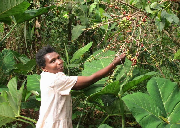 Ugandan kahvintuotanto lepää pienviljelijöiden varassa. Yksi heistä on Bukalaisissa maan itäosassa asuva Sera Nafungo.
