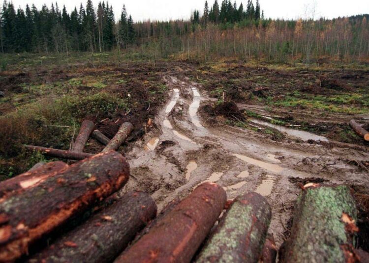 Tuoreen tutkimuksen mukaan lisähakkuiden aiheuttama ilmastohaitta on vähintään kaksinkertainen siihen verrattuna, mitä aikaisemmin on hahmoteltu.