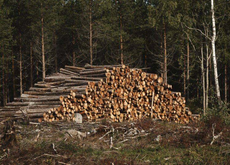 Suomen metsistä hakattiin viime vuonna 8 prosenttia enemmän runkopuuta kuin vuotta aikaisemmin.