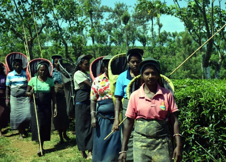 Naisia menossa sadonkorjuuseen Sri Lankan Bearwellin teetilalla, jossa toteutetaan kestävää maankäyttöä.