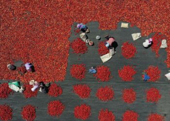 Artikkelin kuva on tomaatinkasvatuksesta uiguurien kotimaasta, Kiinan Xinjiangista. Kuva on otettu elokuussa tänä vuonna.
