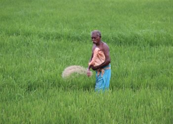 Intian vihreä vallankumous toi vitivalkoiseksi puhdistetun riisin intialaisen ruokavalion keskiöön ja samalla loi edellytyksiä diabeteksen yleistymiselle.