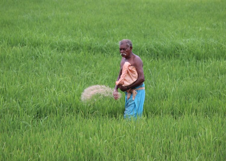 Intian vihreä vallankumous toi vitivalkoiseksi puhdistetun riisin intialaisen ruokavalion keskiöön ja samalla loi edellytyksiä diabeteksen yleistymiselle.