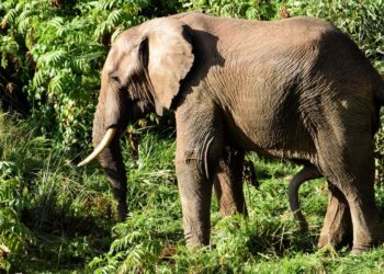 Luonnon monimuotoisuus on uhattuna, todistaa Maailman Luonnon Säätiön raportti planeetan eläinkunnan tilasta. Vuodesta 1970 villieläinkannat ovat kutistuneet 69 prosenttia.