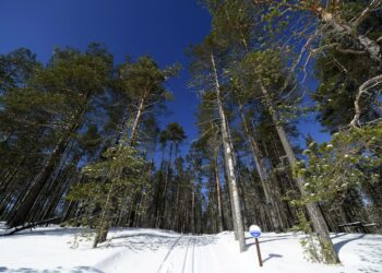 Hallituksen metsiensuojelun kriteerit tavoititelevat suuri hakkuuvoittoja.