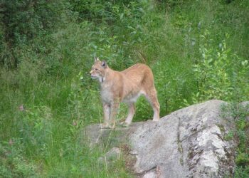 Ilves kuuluu Suomen luontoon.