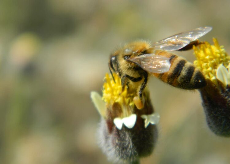 Mehiläiset ovat tärkeitä kasvien pölyttäjiä, mutta alalla uurastaa tuhansia muitakin lajeja.