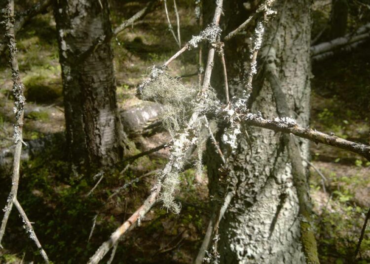 Metsien koveneva käyttö vaatii roimasti lisää rahaa metsäluonnon suojeluun.