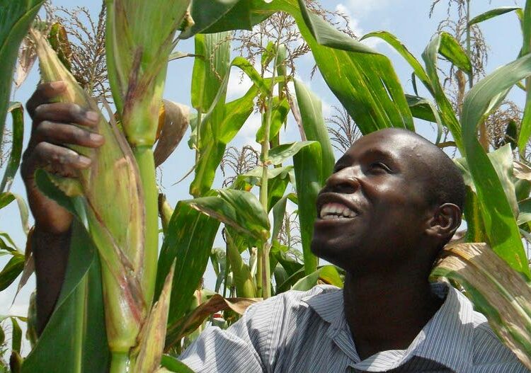 Kenialainen Isaac Ochieng Okwanyi on saanut hyviä satoja alettuaan parantaa viljelmiensä maaperän laatua.
