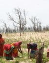 Tandaharan kylän naiset hoivaavat pieniä kasuariinapuun taimia.