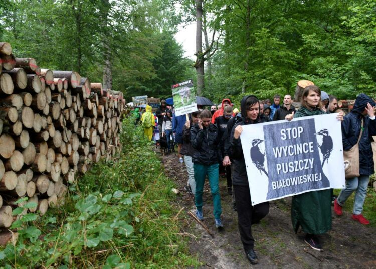 Mielenosoittajia vastustamassa Bialowiezan hakkuita viime elokuussa.
