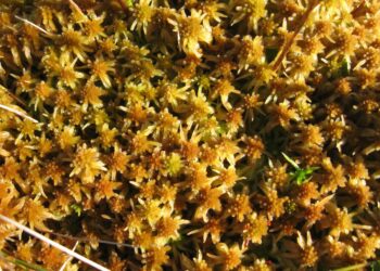 Sphagnum fuscum rahkasammal.