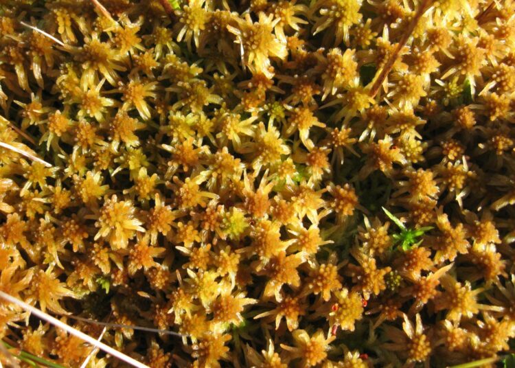 Sphagnum fuscum rahkasammal.