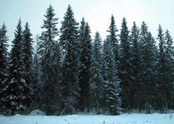 Metsänomistaja pakotetaan Luonto-liiton mukaan keräämään metsistä pieniä puumääriä, joiden korjuukustannukset ovat puusta saatavaa korvausta suuremmat.