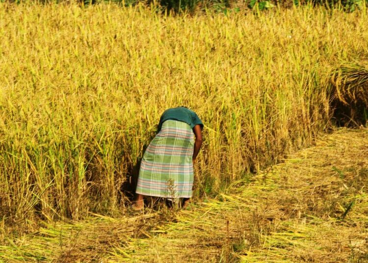 Maataloudessa työskentelee lähes puolet bangladeshilaisista.