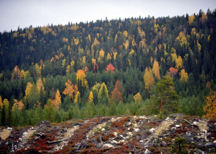 Vasemmistoliiton kansanedustaja Silvia Modig on huolissaan metsähallituslain puutteista.