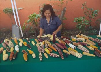 Meksiko kieltää kasvimyrkky glyfosaatin käytön ja geenimuunnellun maissin kasvatuksen sekä maahantuonnin. Tortillataituri Irene Salvadorin pöydällä olevista tähkistä näkee, että eri maissilajikkeita piisaa ilman geenimuunteluakin.