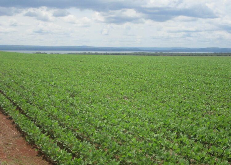 Soijapapupellot hallitsevat maisemaa monilla alueilla Brasilian Mato Grosson osavaltiossa. Siellä sateiden säännöllisyys tekee järkeväksi istuttaa soijaa sadekauden alussa, ja mahdollistaa toisen, maissin tai puuvillan istutuksen vielä ennen kuivan kauden alkua.