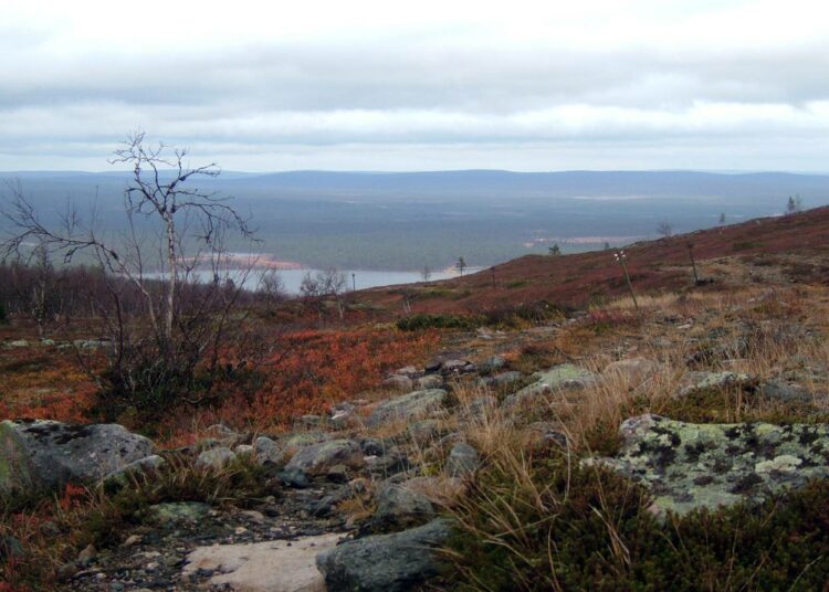 Kirjoittajat muistuttavat, että kaivoksilla ja metsäteollisuudella on suuria vaikutuksia saamelaisten ja poronhoitajien elämään.
