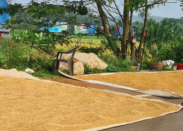 Äärimmäisen korkeilla lämpötiloilla on kielteisiä vaikutuksia Goan viljasatoihin. Perinteinen khazan-viljelymenetelmä tarjoaa lievennystä ilmastonmuutoksen vaikutuksiin.