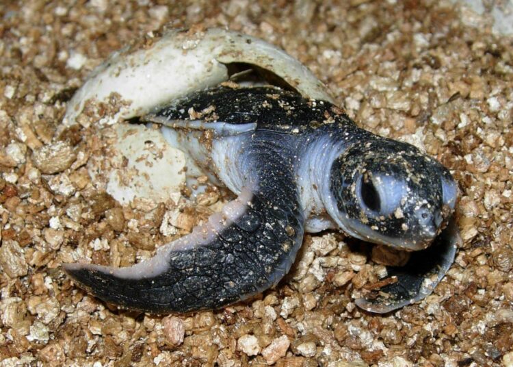 Kilpikonna Australiassa kärsii ilmastonmuutoksen aiheuttamasta merenpinnan noususta, koska se uhkaa kilpikonnan rannalle asettamia munia. Kilpikonna ei ole kuullut puhuttavan ilmastonmuutoksesta. Samalla tavoin elää suuri osa maailman ihmisistä.
