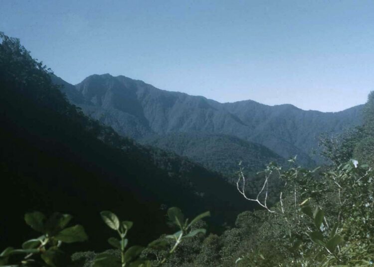 Sademetsää Ekutin vuoristossa Papua-Uusi-Guineassa.