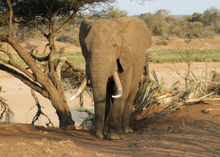 Botswanassa on maailman suurin norsupopulaatio, mutta luonnonsuojelijat ovat huolissaan, ettei valtio enää haluakaan varjella niitä. Presidentti on jälleen sallinut norsunmetsästyksen.