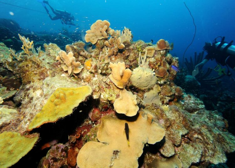 Koralliriutan oliivinvihreät osat voivat hyvin, mutta harmaat ovat kuolleita. Meriveden lämpeneminen uhkaa koralliyhdyskuntia.