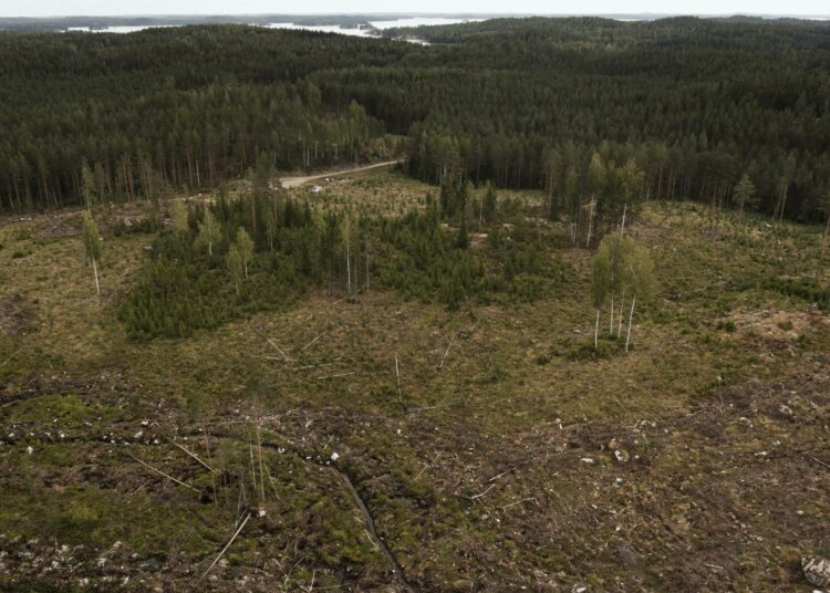 Metsät ovat kääntyneeet päästölähteiksi. Kuva on Mikkelin Kontilasta viime kesältä.