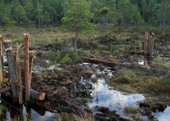 Suomen luonnonsuojeluliiton suon ennallistustalkoot Keuruun Pihlajaveden Kivisuolla. Kun oja on tukittu, leviää vesi taas suoympäristöön.