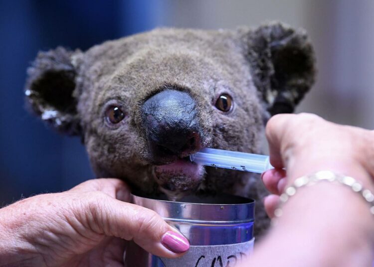 Koalat ovat olleet hätää kärsimässä Australian kuukausia jatkuneissa metsäpaloissa.