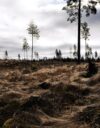 Hakkuuaukea Pälkäneellä aprillipäivänä 2026.