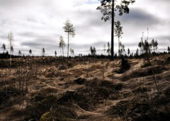 Hakkuuaukea Pälkäneellä aprillipäivänä 2026.