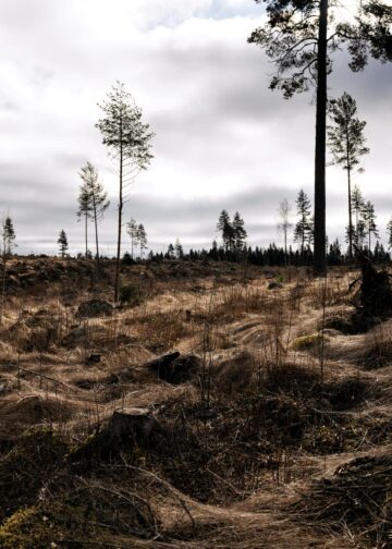 Hakkuuaukea Pälkäneellä aprillipäivänä 2026.