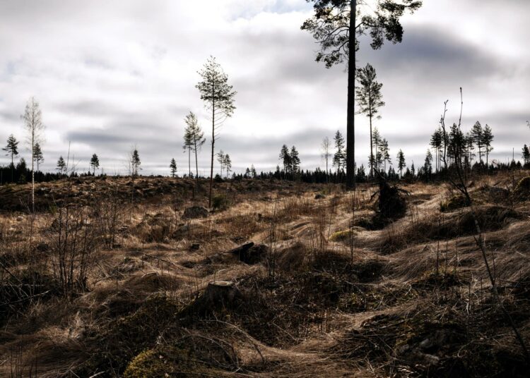 Hakkuuaukea Pälkäneellä aprillipäivänä 2026.
