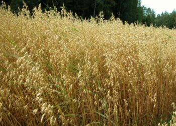 FAO:n mukaan tarpeen saattaa olla jopa tuotannon kasvattaminen yli kaksinkertaiseksi nykyisestä.