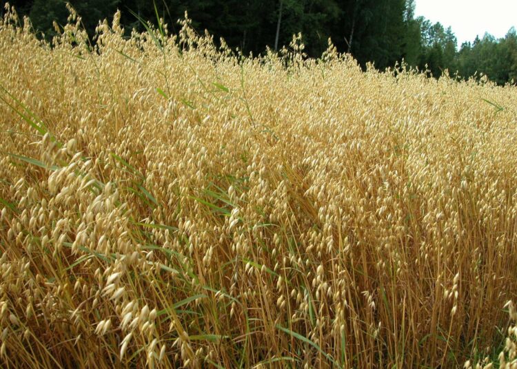 FAO:n mukaan tarpeen saattaa olla jopa tuotannon kasvattaminen yli kaksinkertaiseksi nykyisestä.