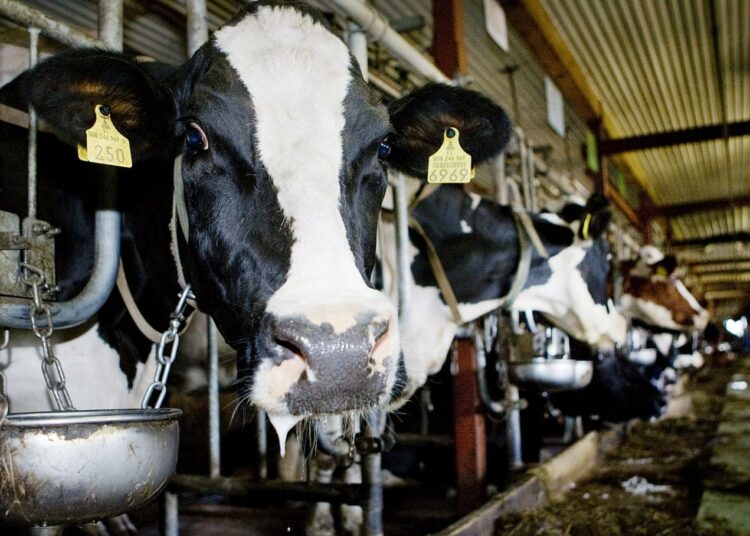 Suomen maidontuottajat eivät saa tukea EU:lta.