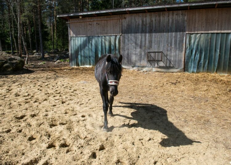 Mustilan Farmin hevosilla on tavallista enemmän tilaa ja vapautta liikkua pihamaalla ja osin metsäänkin ulottuvalla laitumella.