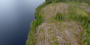 Metsähakkuualue rannan tuntumassa Piispajärvellä Suomussalmella heinäkuussa 2019.