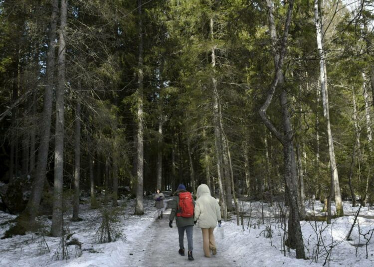 Järjestöt esittävät, että luonnonmetsien suojelu valtion metsissä turvataan valtioneuvoston periaatepäätöksellä.