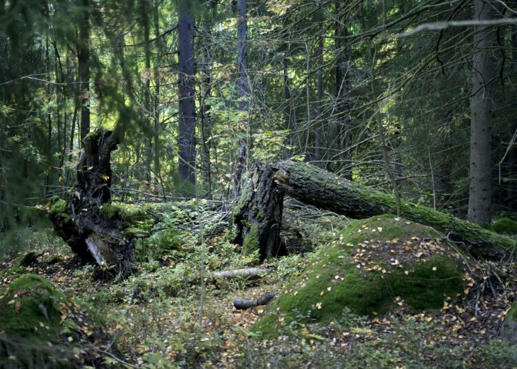 Lisäbudjetissa siirretään noin 30¿000 hehtaaria valtion metsiä talouskäytöstä suojelun piiriin.