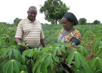 Kenialainen aviopari Jemima Mueni ja Samuel Mukonza lopettivat maissinviljelyn ja alkoivat keskittyä kassavaan. Kassava sietää kuivuutta paremmin kuin maissi.
