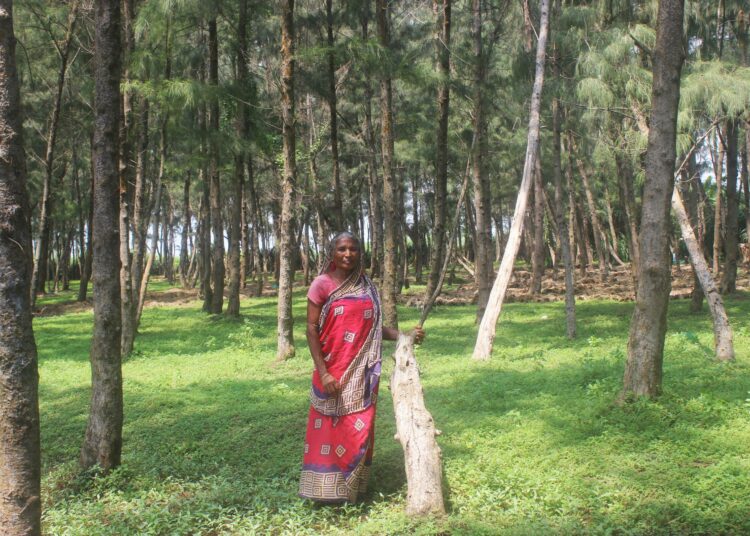 Kylän naisten ryhmän johtaja Bengalata Rout kasuariinapuumetsässä, jonka Tandaharan naiset istuttivat vuoden 1999 supersyklonin jälkeen.