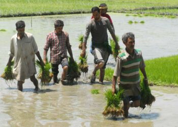 Intian Jammun ja Kashmirin osavaltion maanviljelijät elävät ennakoimattomaksi muuttuneen ilmaston armoilla.