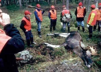 Kiviniemen mielestä metsästys on ainoa tehokas keino eläinkantojen säätelyyn.