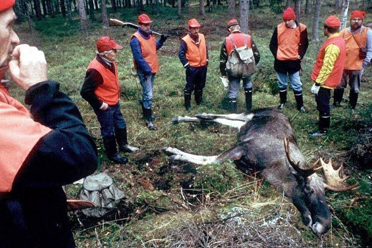 Kiviniemen mielestä metsästys on ainoa tehokas keino eläinkantojen säätelyyn.