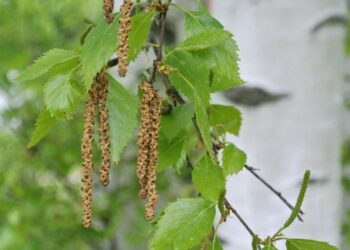 Koivu aiheuttaa eniten siitepölyallergiaa Suomessa. Pitkän talven takia se aloittaa pölyttämisen kuitenkin normaalivuotta myöhemmin.